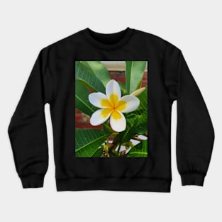 Frangipani Crewneck Sweatshirt